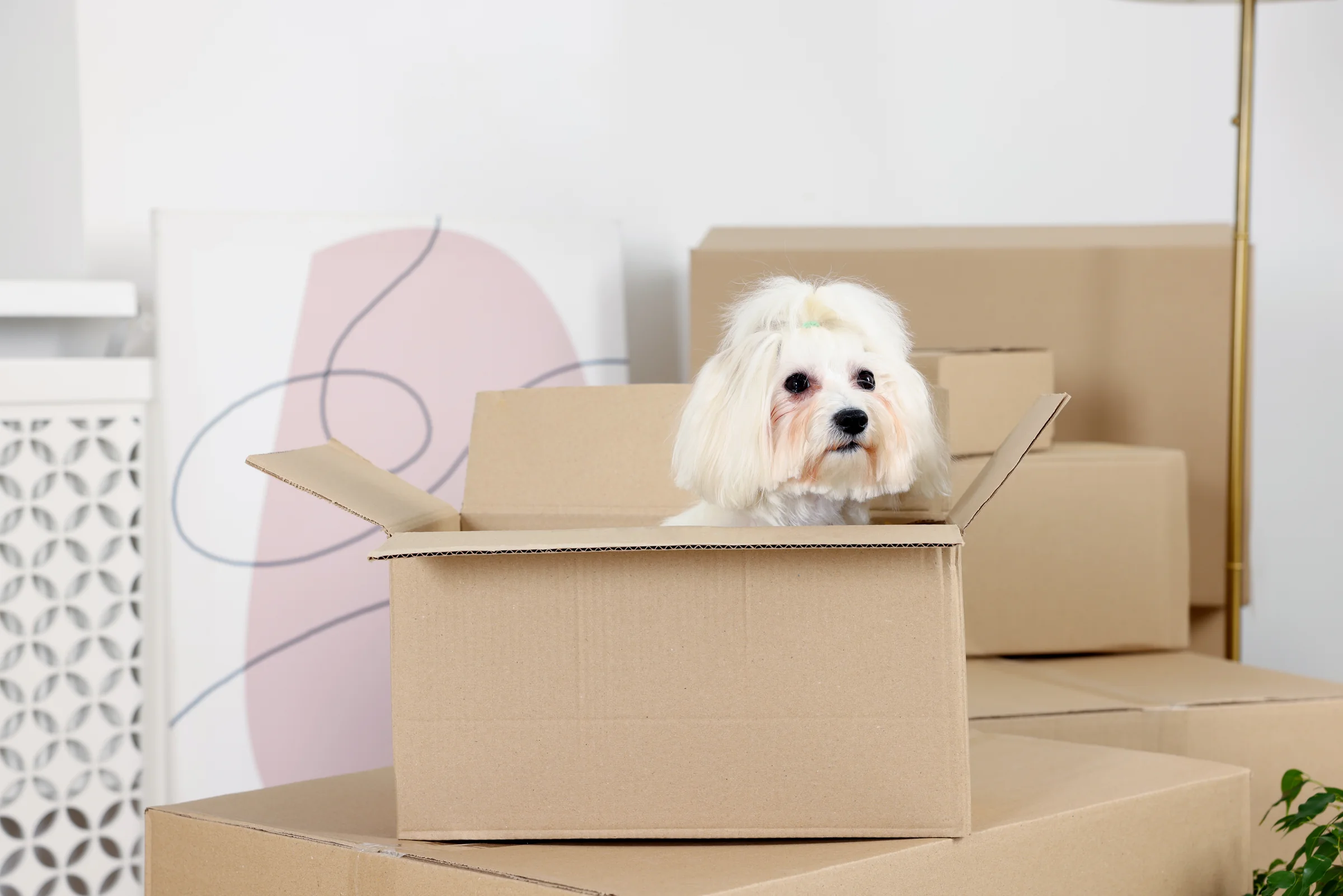 A small white dog sitting in a cardboard moving box in a bright home
